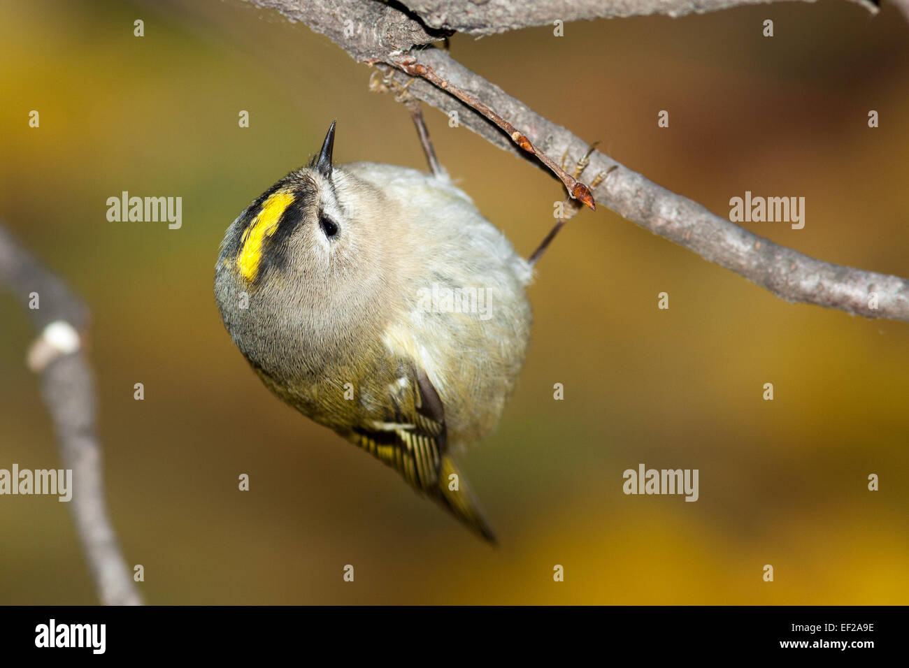 Wintergoldhähnchen (Regulus Regulus). Wildvögel in einen natürlichen Lebensraum. Timirjazevsky Park, Moskau. Russland. Stockfoto