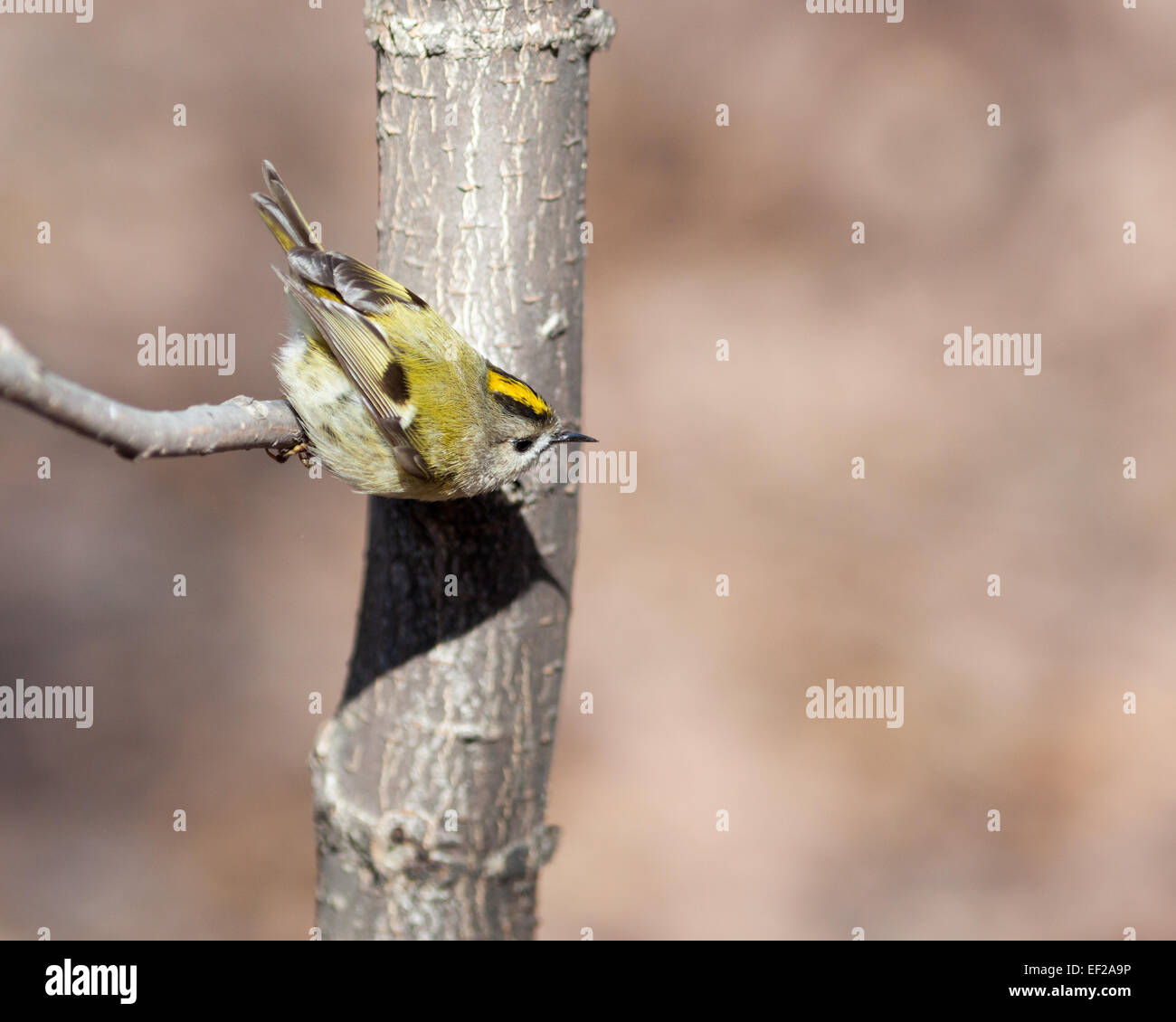 Wintergoldhähnchen (Regulus Regulus). Wildvögel in einen natürlichen Lebensraum. Timirjazevsky Park, Moskau. Russland. Stockfoto
