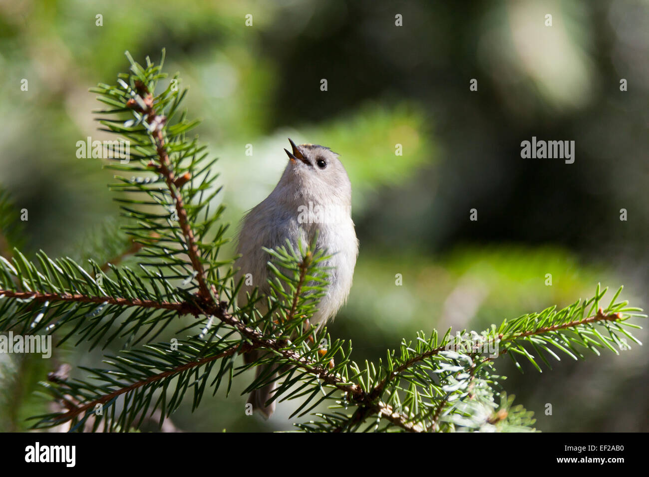 Wintergoldhähnchen (Regulus Regulus). Wildvögel in einen natürlichen Lebensraum. Stockfoto