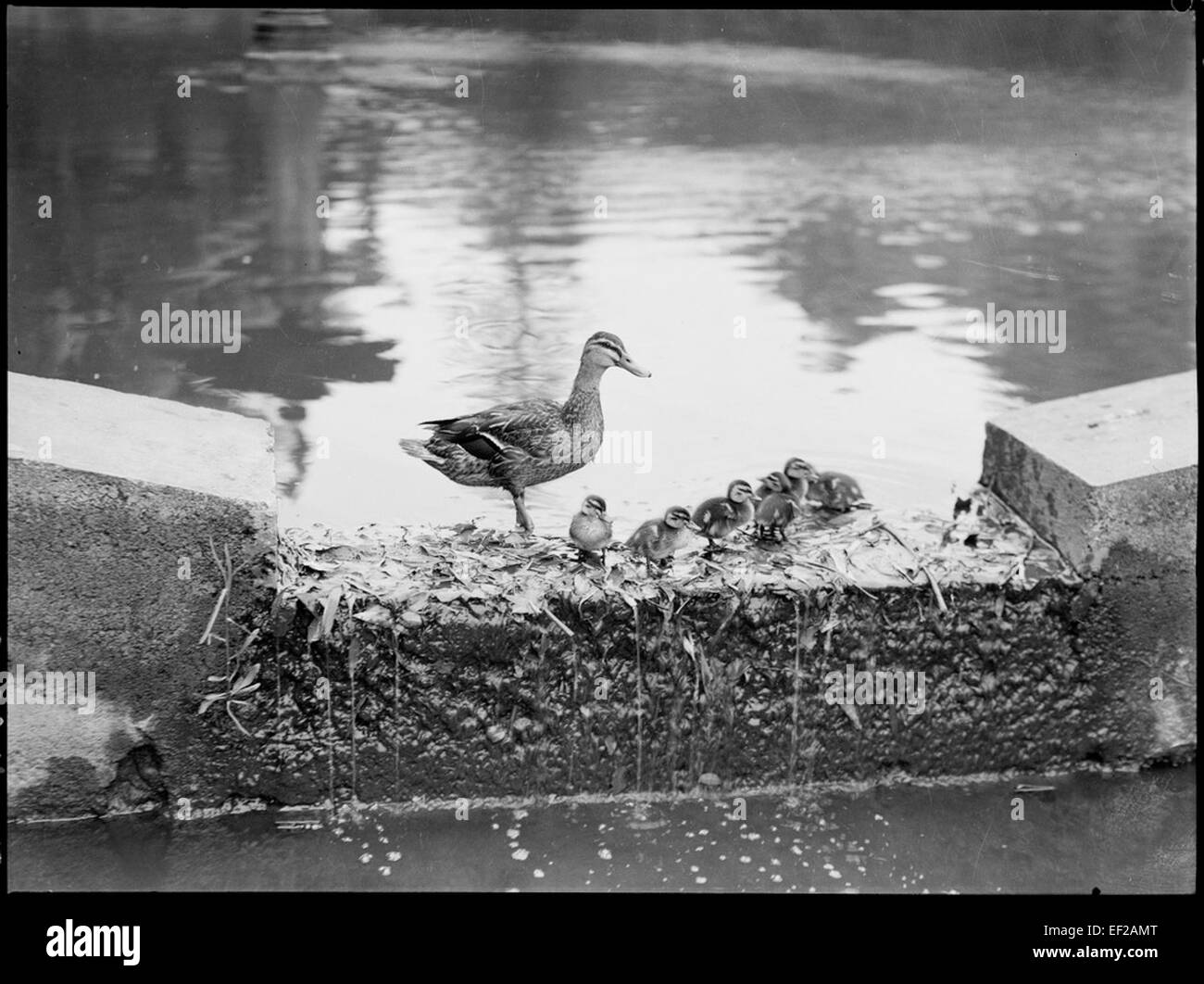 Pazifische schwarze Ente und Entenküken, Royal Botanic Gardens, Sydney, ca. 1945 / e.w. Searle Stockfoto