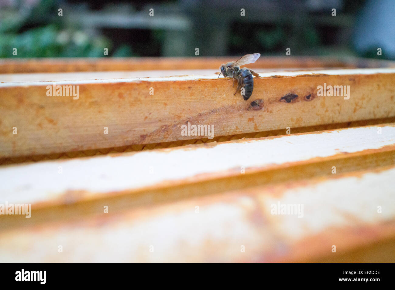 Die tote Bienenkönigin ist die einzige, die noch übrig ist Eine Bienenkolonie Stockfoto