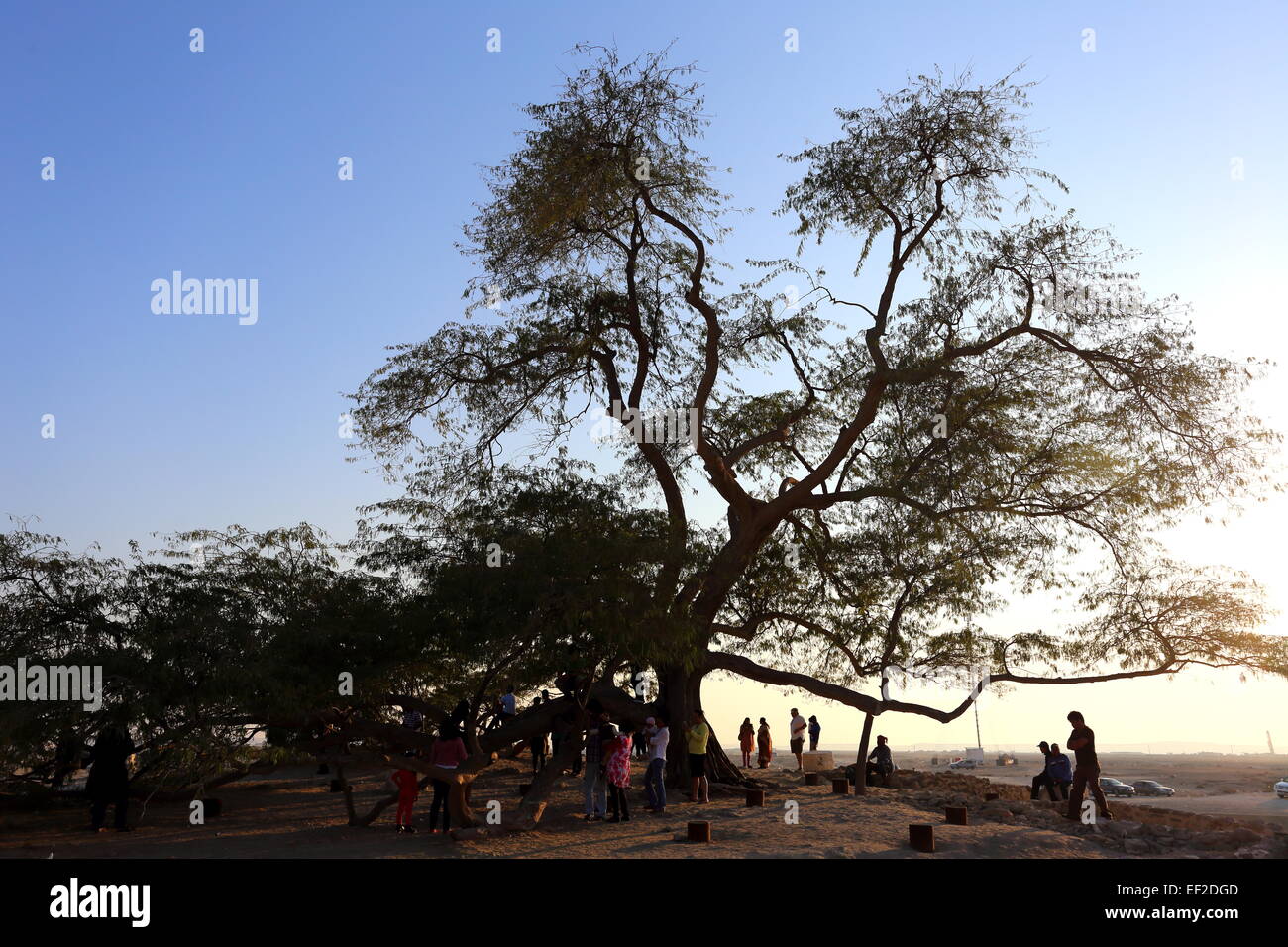 Besucher der Baum des Lebens, (Arten Prosopis Aschenpflanze), Königreich von Bahrain Stockfoto