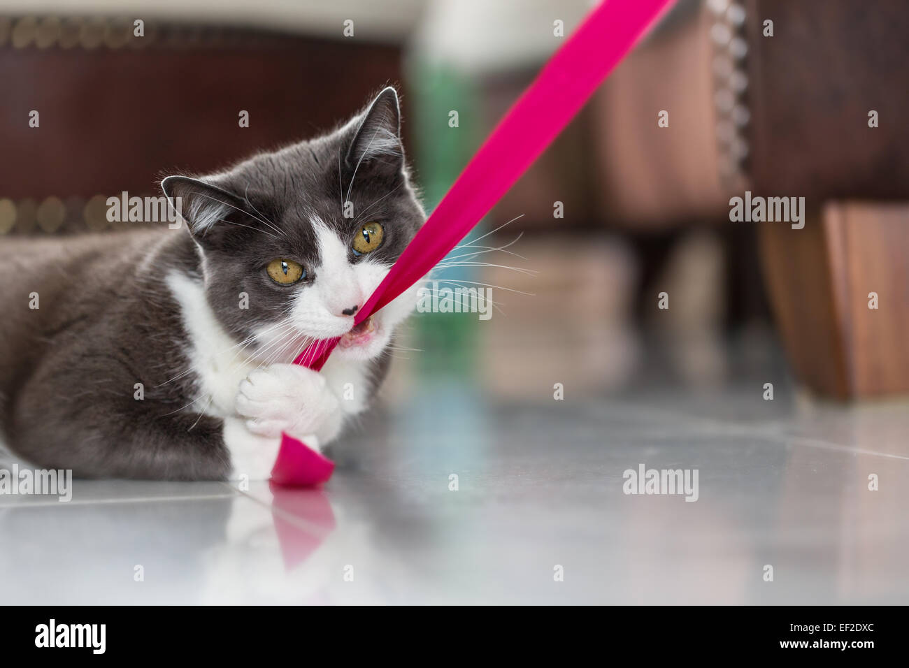 Verspielte Katze beisst in eine rosa Schleife Stockfoto