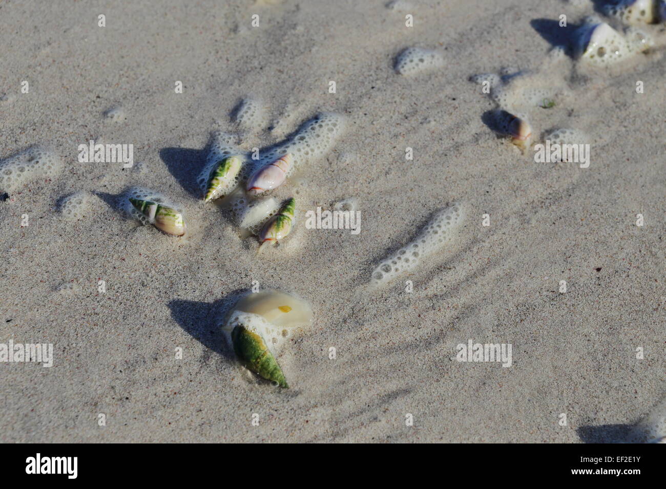 Nahaufnahme von Meeresschnecken an Swell Strand in Bettys Bay Stockfoto