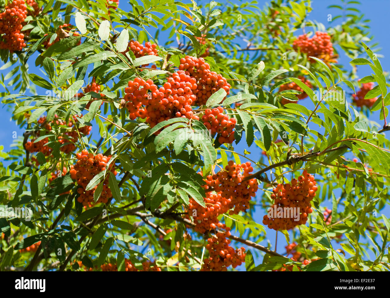 Zweige Der Asche Beere Baum Mit Orange Asche Beeren Am Blauen Himmel Stockfotografie Alamy