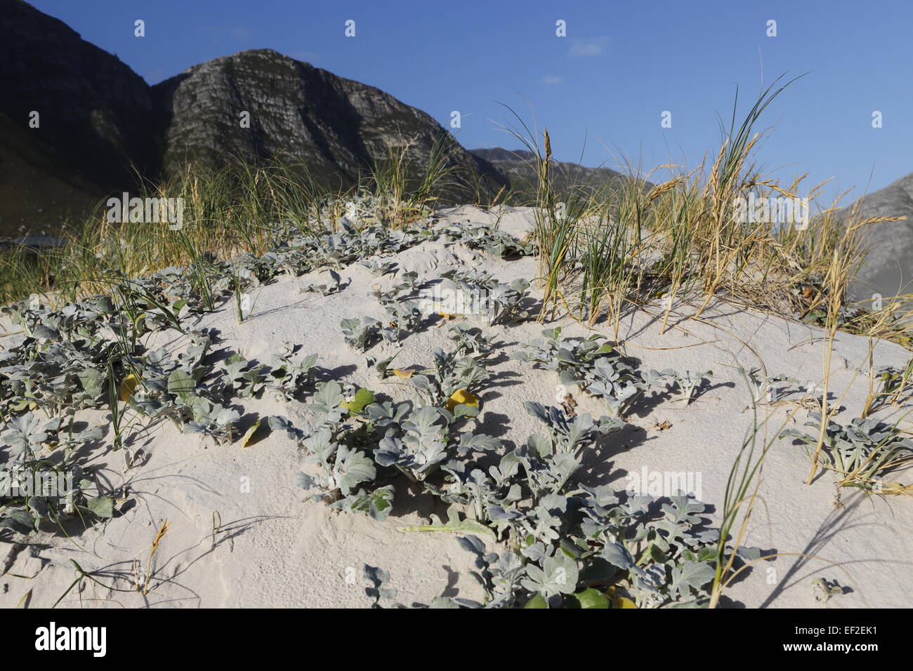 Dünen am Hauptstrand, Bettys Bay Stockfoto