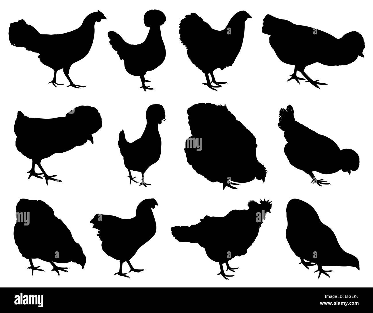 Darstellung der verschiedenen Hennen isoliert auf weiss Stockfoto