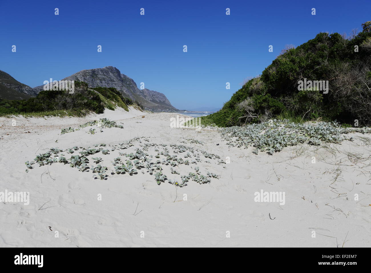 Dünen am Hauptstrand, Bettys Bay Stockfoto