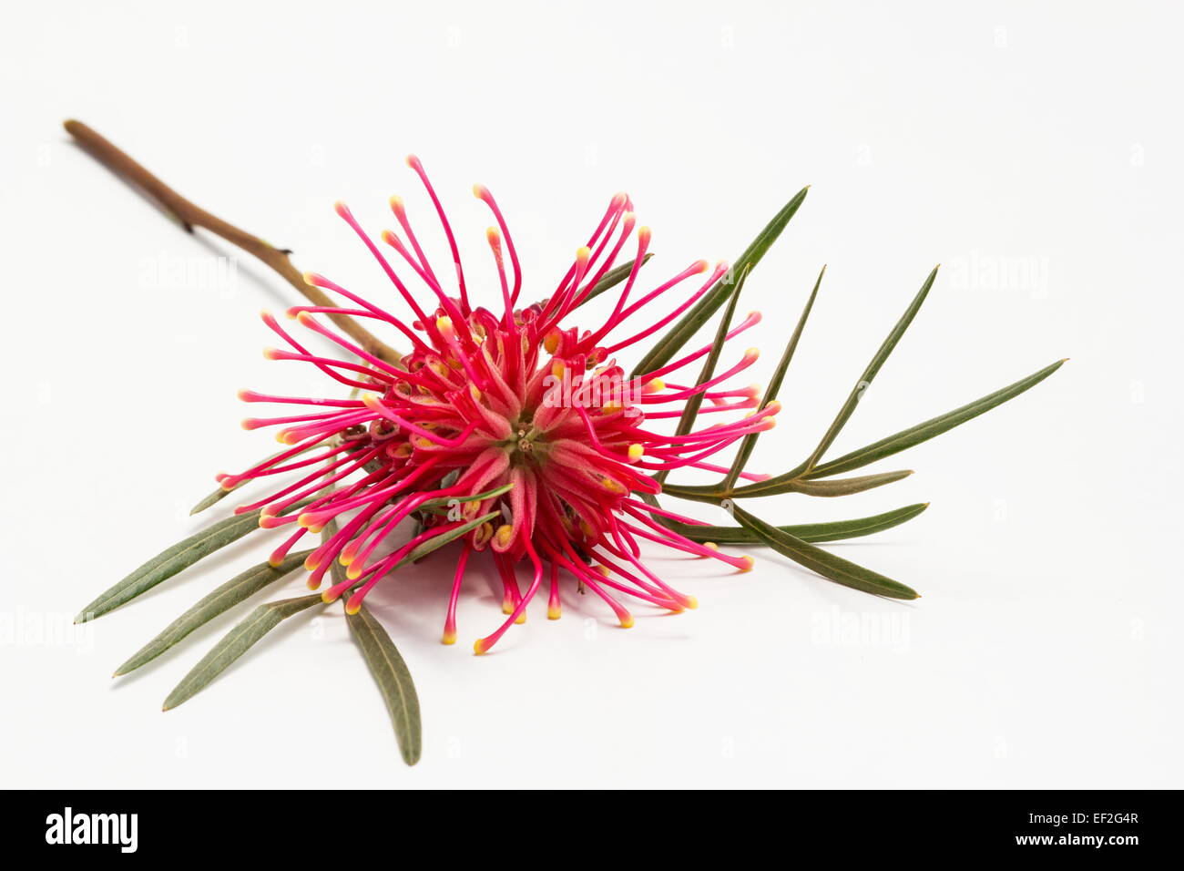 Grevillea, Spinne Blume, seidige Eiche Zahnbürste Pflanze Grevillea Banksii auf weißem Hintergrund Stockfoto