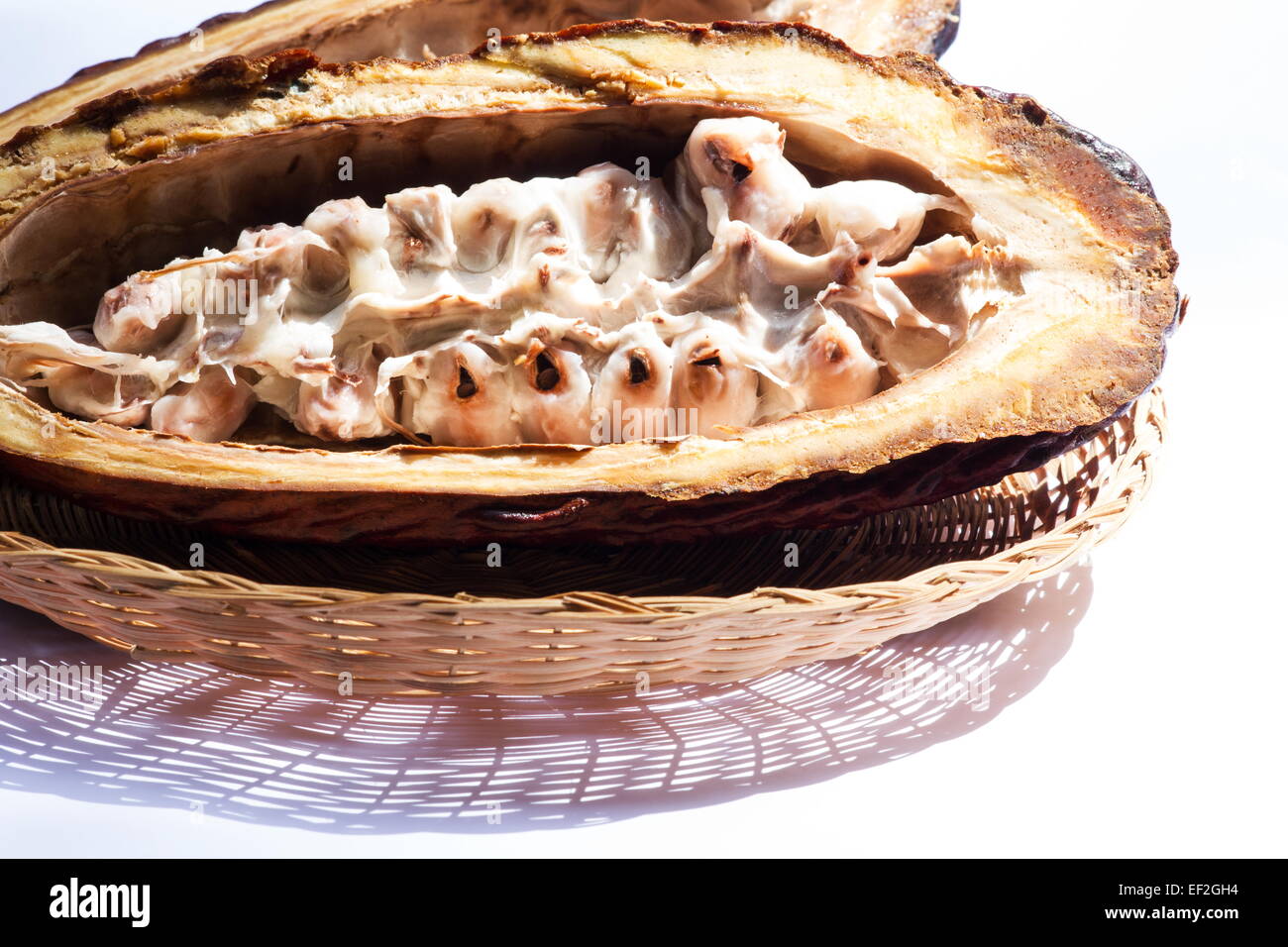 Theobroma Cacao Pod eröffnet in Hälften auf weißem Hintergrund Stockfoto