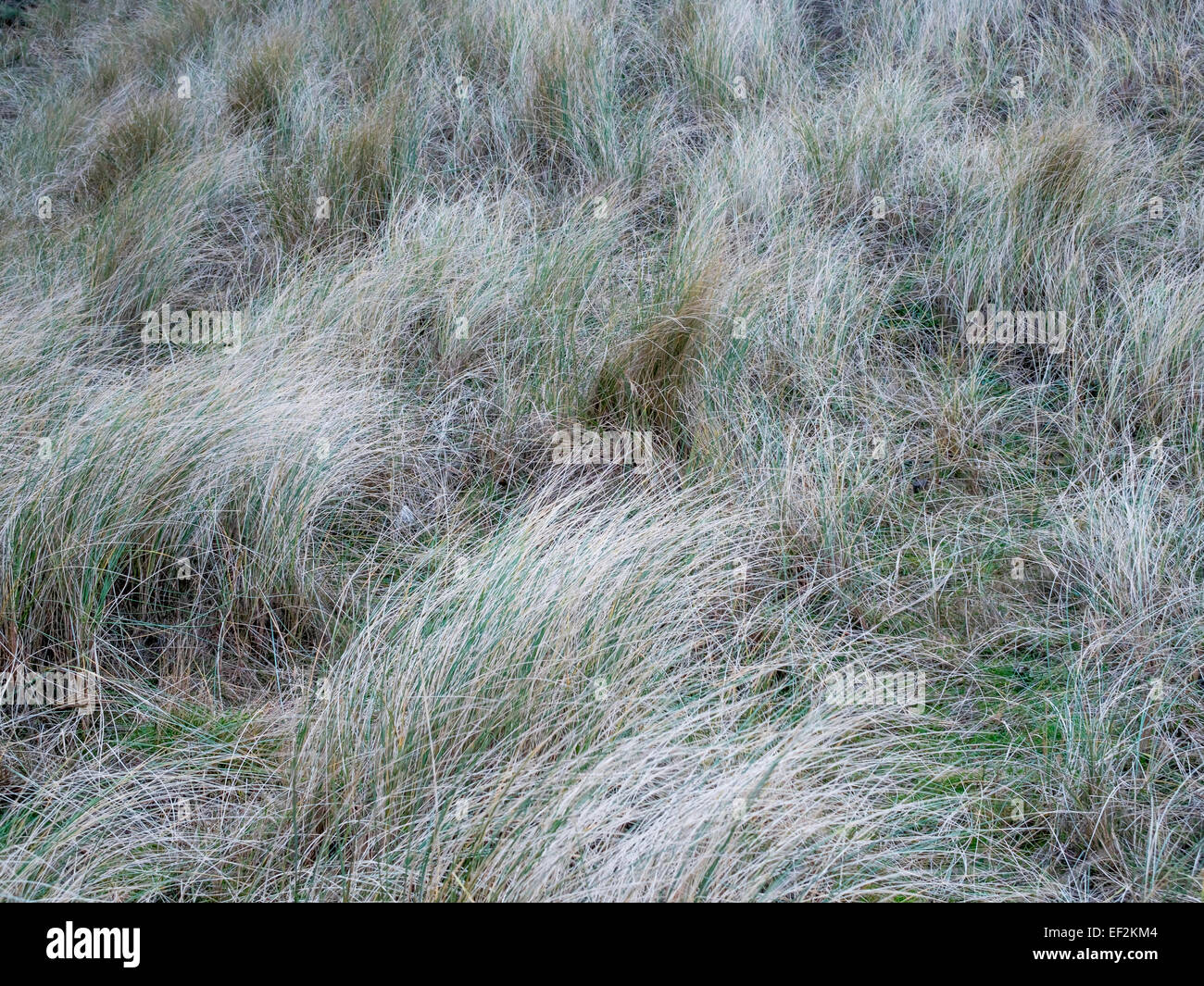 Rasen wächst auf Sanddünen im Winter hat fast alle seine Farbe verloren Stockfoto
