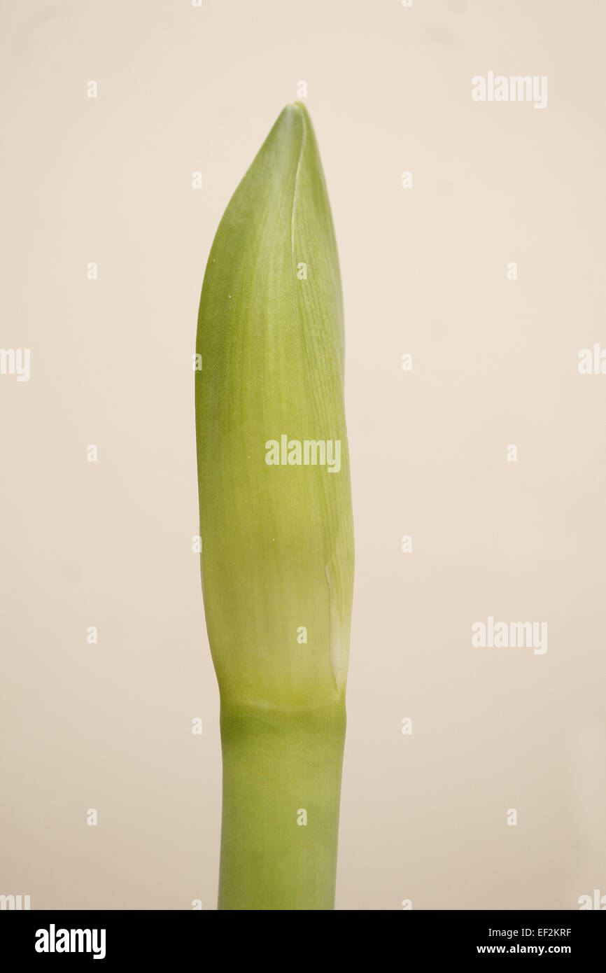 Schließen Sie herauf Bild der Blütenknospe Amaryllis Hippeastrum Stockfoto
