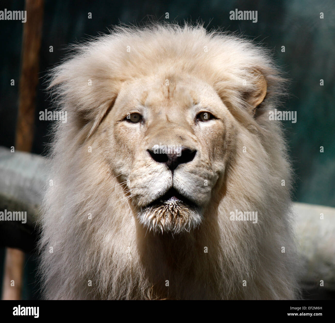 Porträt von einem erwachsenen männlichen weißen Löwen starrte geradeaus Stockfoto