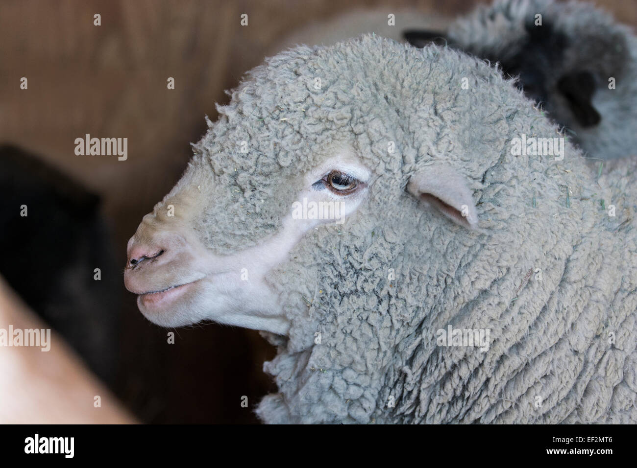 Ein Schuss in den Kopf eines Schafes in Richtung Zuschauer links. Stockfoto