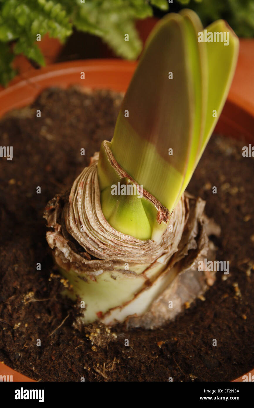 Schließen Sie herauf Bild der Blütenknospe Amaryllis Hippeastrum Stockfoto