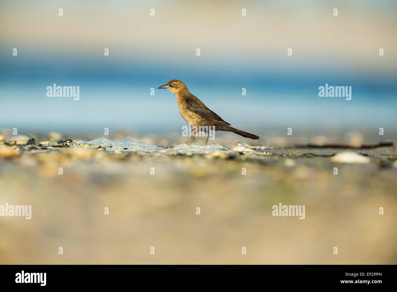 Weibliche Boot-angebundene Grackle - Quiscalus großen - stehend auf den Strand, New Jersey, USA Stockfoto