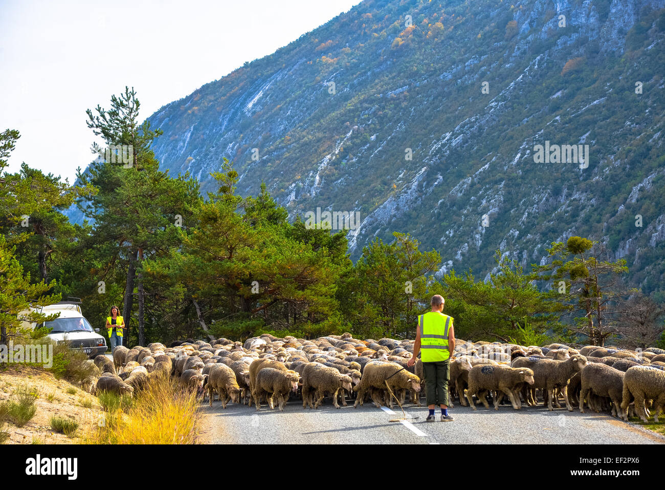 Schafe auf der Straße bei Sigale in Frankreich Stockfoto