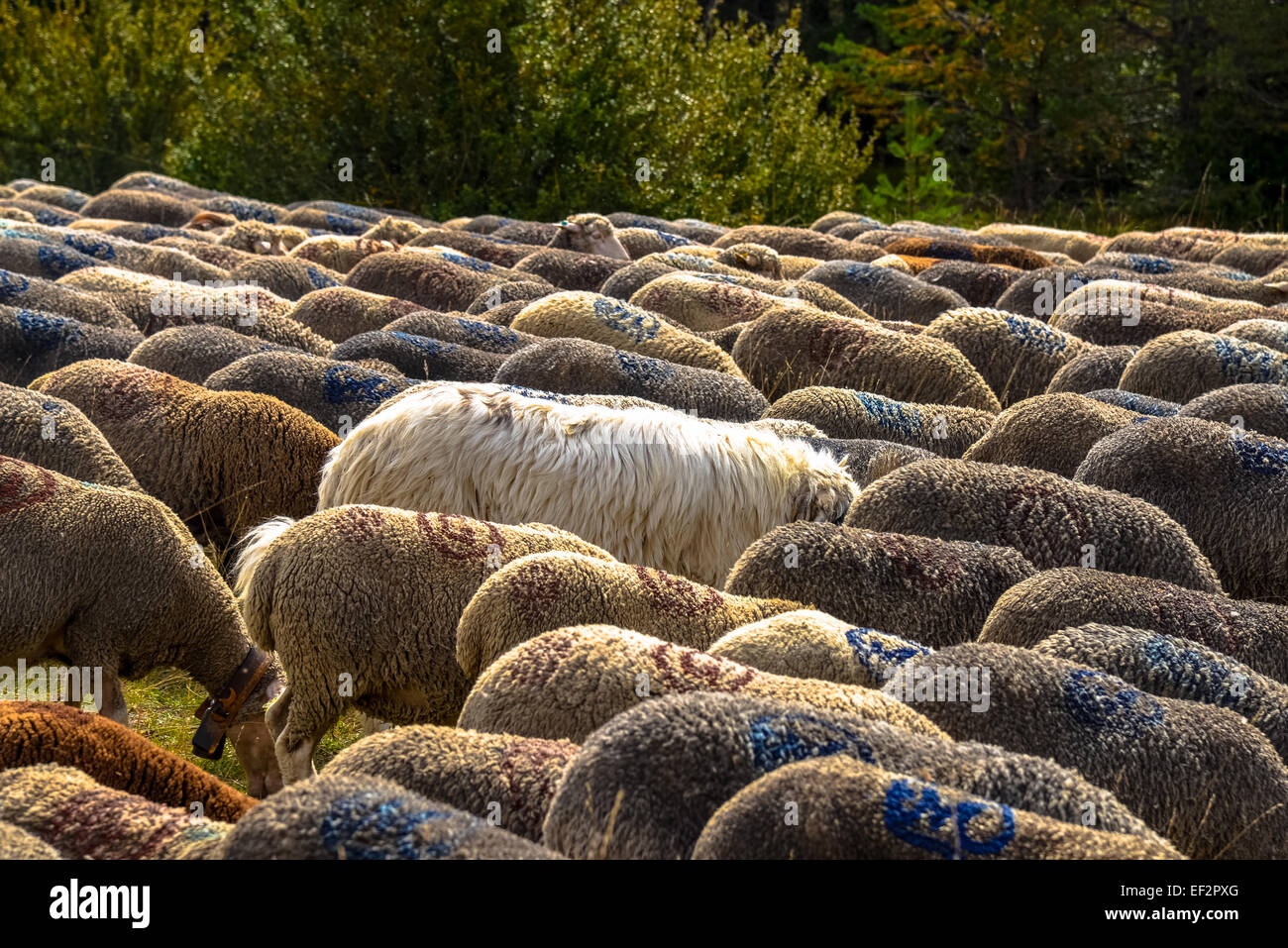 Schafe auf der Straße bei Sigale in Frankreich Stockfoto