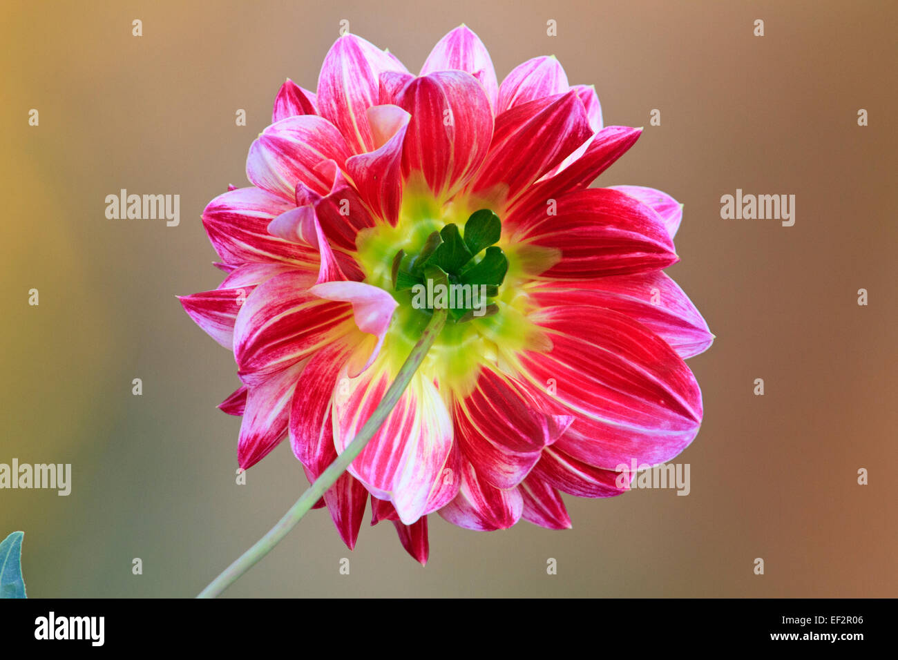 Rückseite einer Blume Dahlie mit farbigen Hintergrund. Stockfoto