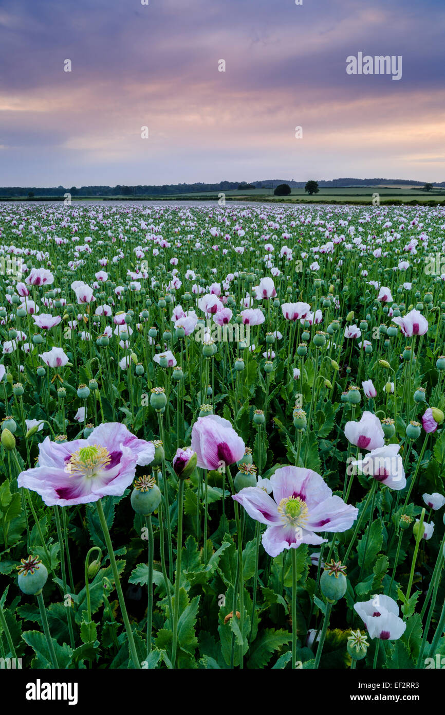 Schlafmohn wächst in einem Feld in der Nähe von Morden, Dorset, England, Vereinigtes Königreich Stockfoto