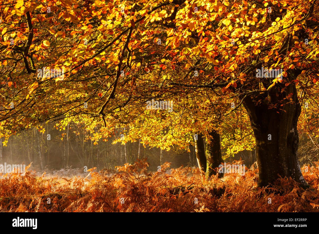 Hinterleuchtete Herbstlaub im New Forest National Park, Hampshire, Großbritannien Stockfoto