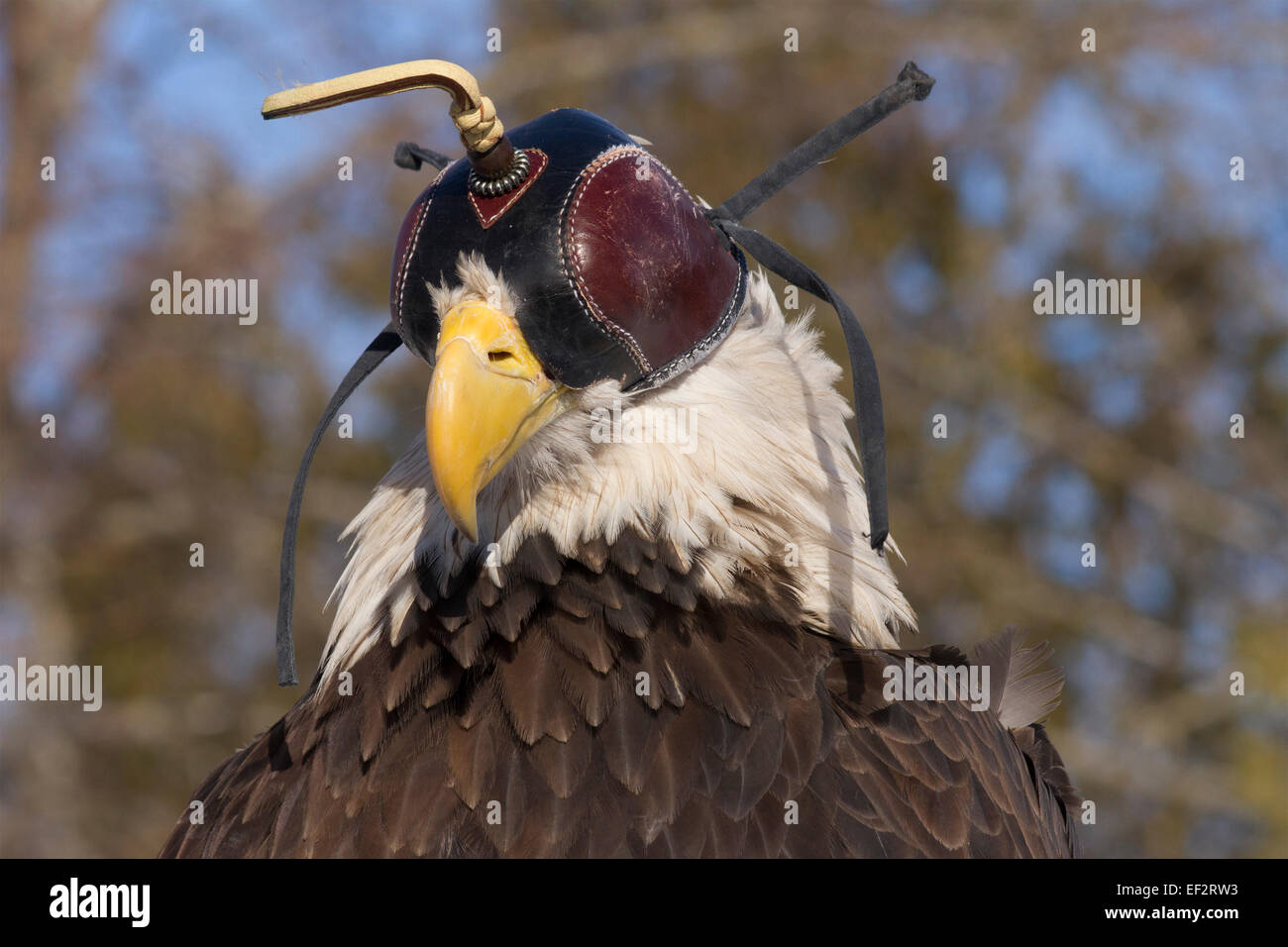 North American Bald Eagle eine Falknerei Haube. Stockfoto