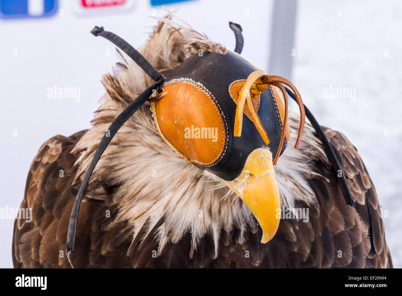 North American Bald Eagle eine Falknerei Haube Stockfoto