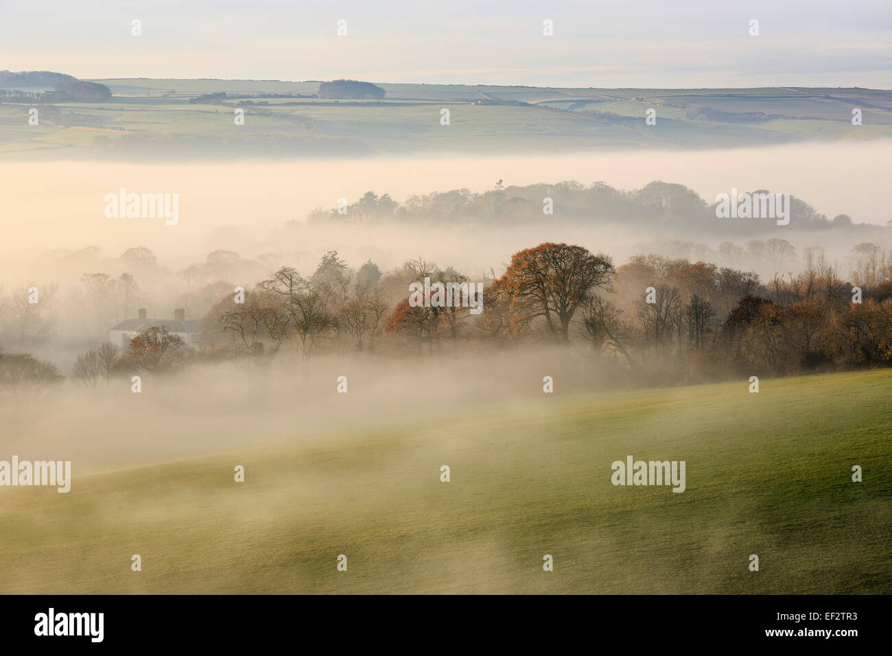 Ein nebliger Morgen im Tal Purbeck, Dorset Stockfoto