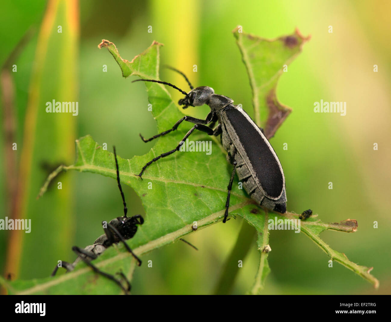 Blister Beetle (Epicauta Cinerea) Essen ein Blatt. Stockfoto
