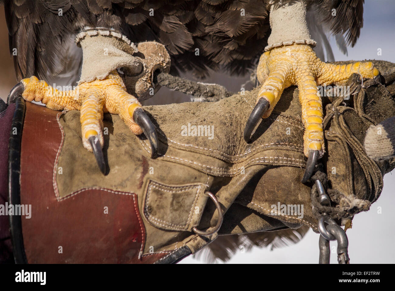 Füße und Krallen von einer North American Bald Eagle ruht auf einem Lederhandschuh an Hand und Arm eines Mannes. Stockfoto