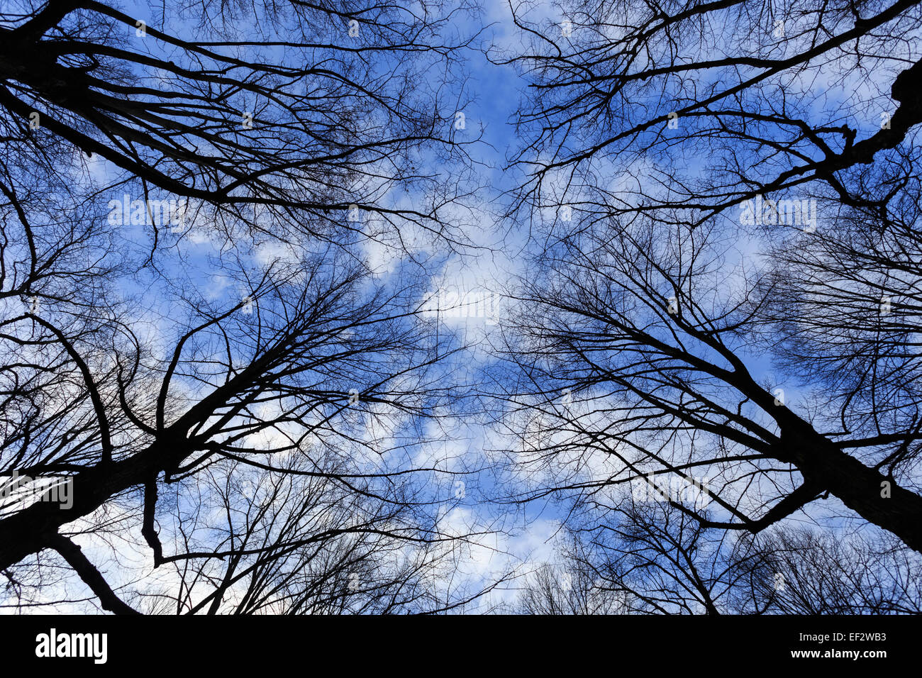 Äste in Silhouette und blauer Himmel mit weißen Wolken Stockfoto