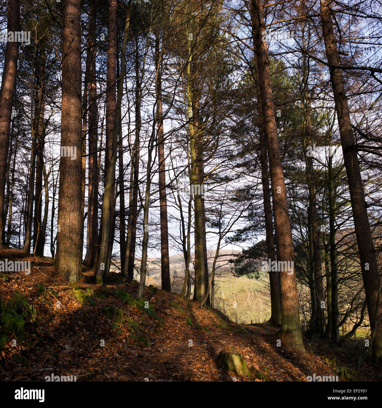 Sonnenlicht in schottischen Kiefern im Winter. Selkirkshire. Schottland Stockfoto