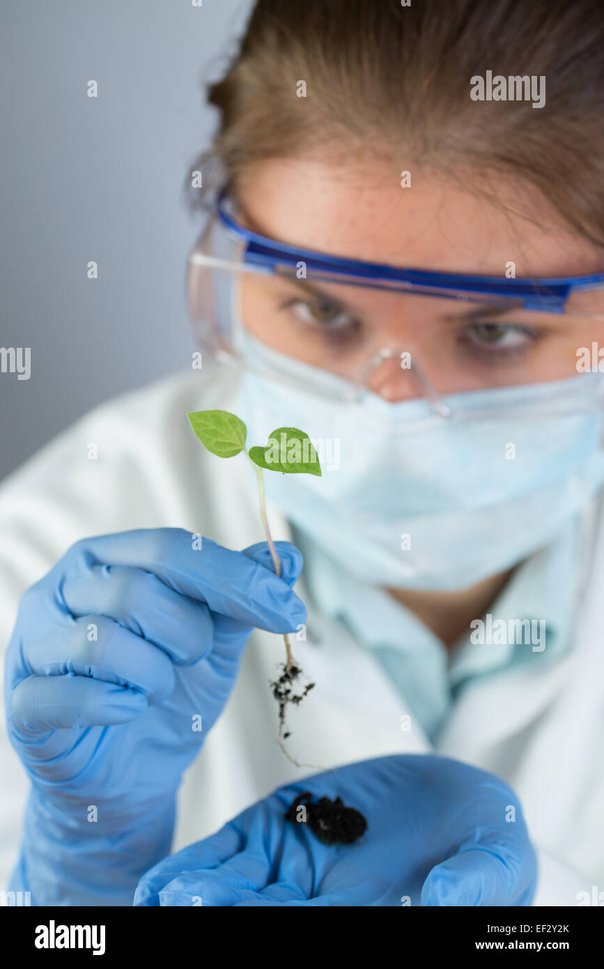 Wissenschaftlerin trägt blaue Handschuhe und Brille und hält Grünpflanze Stockfoto