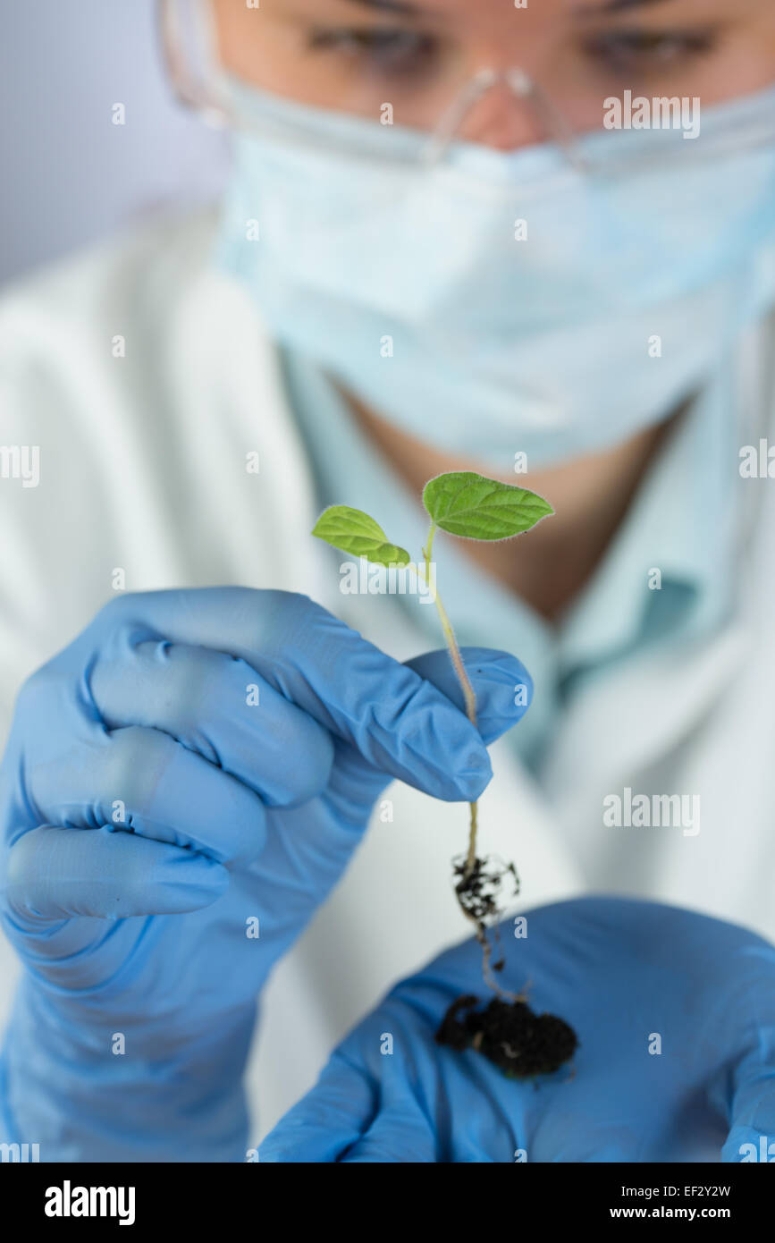 Wissenschaftlerin trägt blaue Handschuhe und Brille und hält Grünpflanze Stockfoto