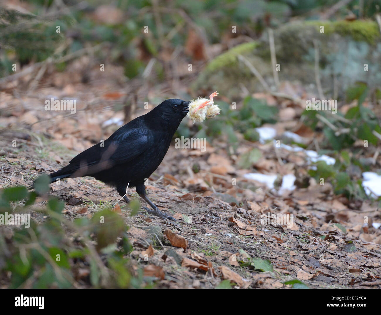 Schwarze Krähe (Corvus) mit Küken im Schnabel auf einem Feld in Bayern, Süddeutschland. Stockfoto