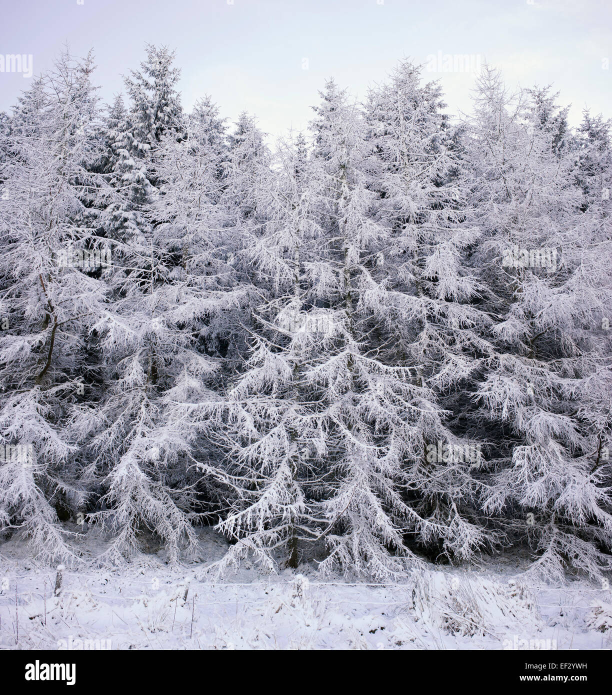 Verschneite Bäume in den Scottish Borders Fichte. Schottland Stockfoto