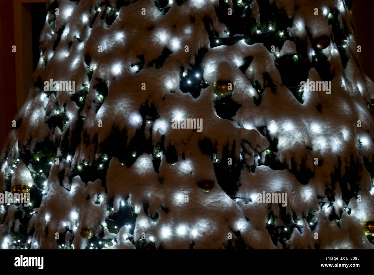 Licht und Schnee auf einem Weihnachtsbaum Stockfoto