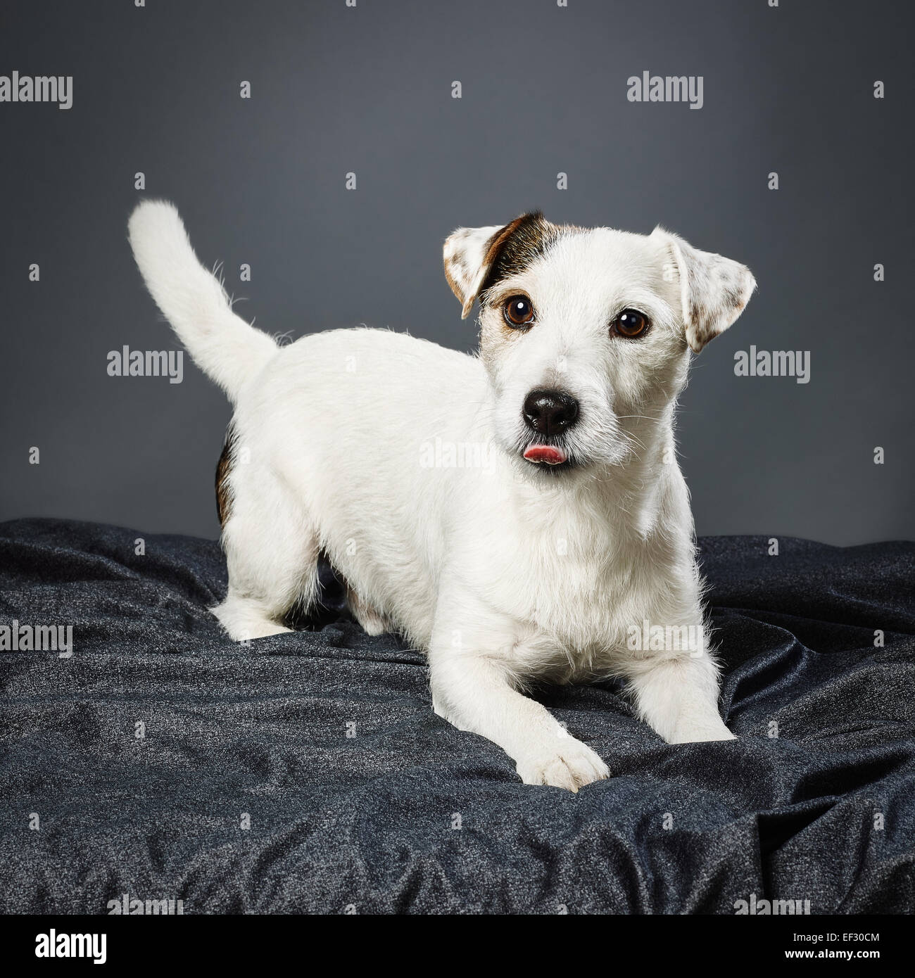 Niedliche adult Jack Russell Terrier, fünfeinhalb Jahre alt Süße Jackrussellterrier Mit Engelsflügeln Und Einen