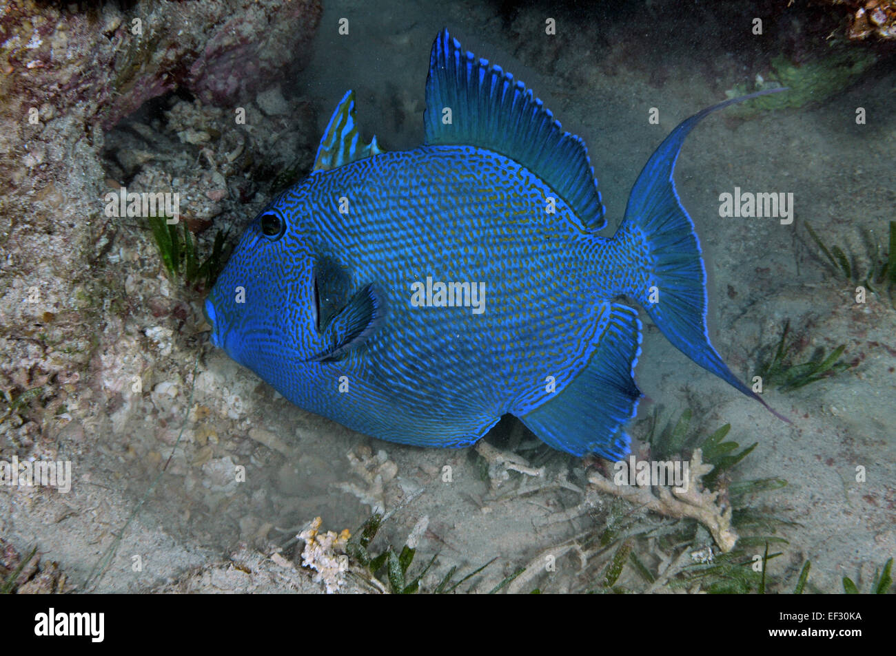 Blauer Drückerfisch, Pseudobalistes Fuscus, Eilat, Rotes Meer, Israel Stockfoto
