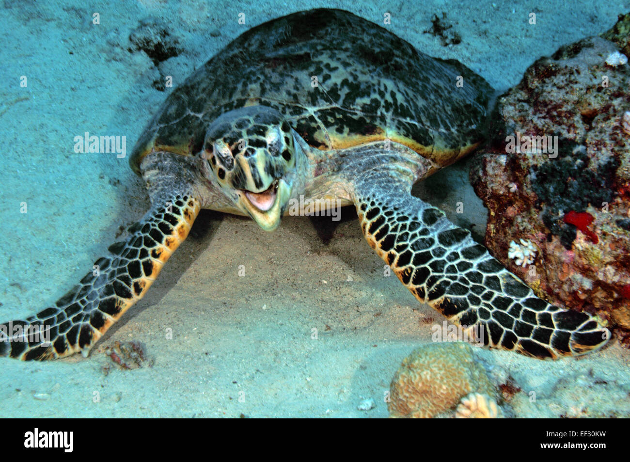 Hawksbill Turtle, Eretmochelys Imbricata, Eilat, Rotes Meer, Israel Stockfoto