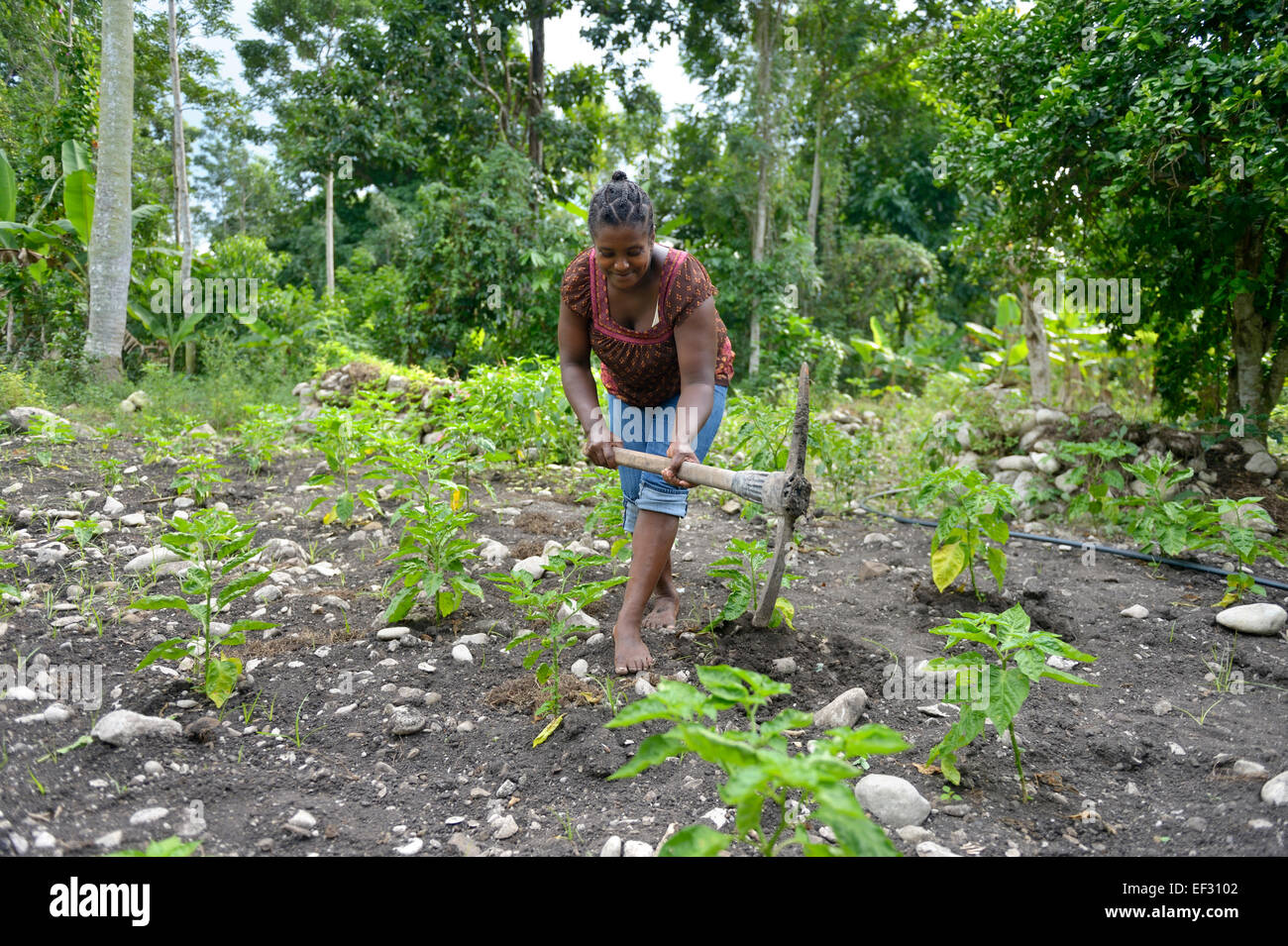 Junge Frau, die Lockerung des Bodens zwischen Pfeffer Pflanzen (Capsicum) in ihrem Gemüsegarten Côtes-de-Fer, Sud-Est-Abteilung, Haiti Stockfoto