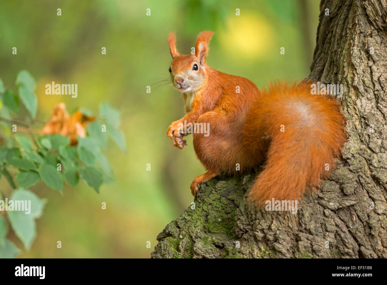 Eichhörnchen (Sciurus Vulgaris), im Herbst, Sachsen, Deutschland Stockfoto