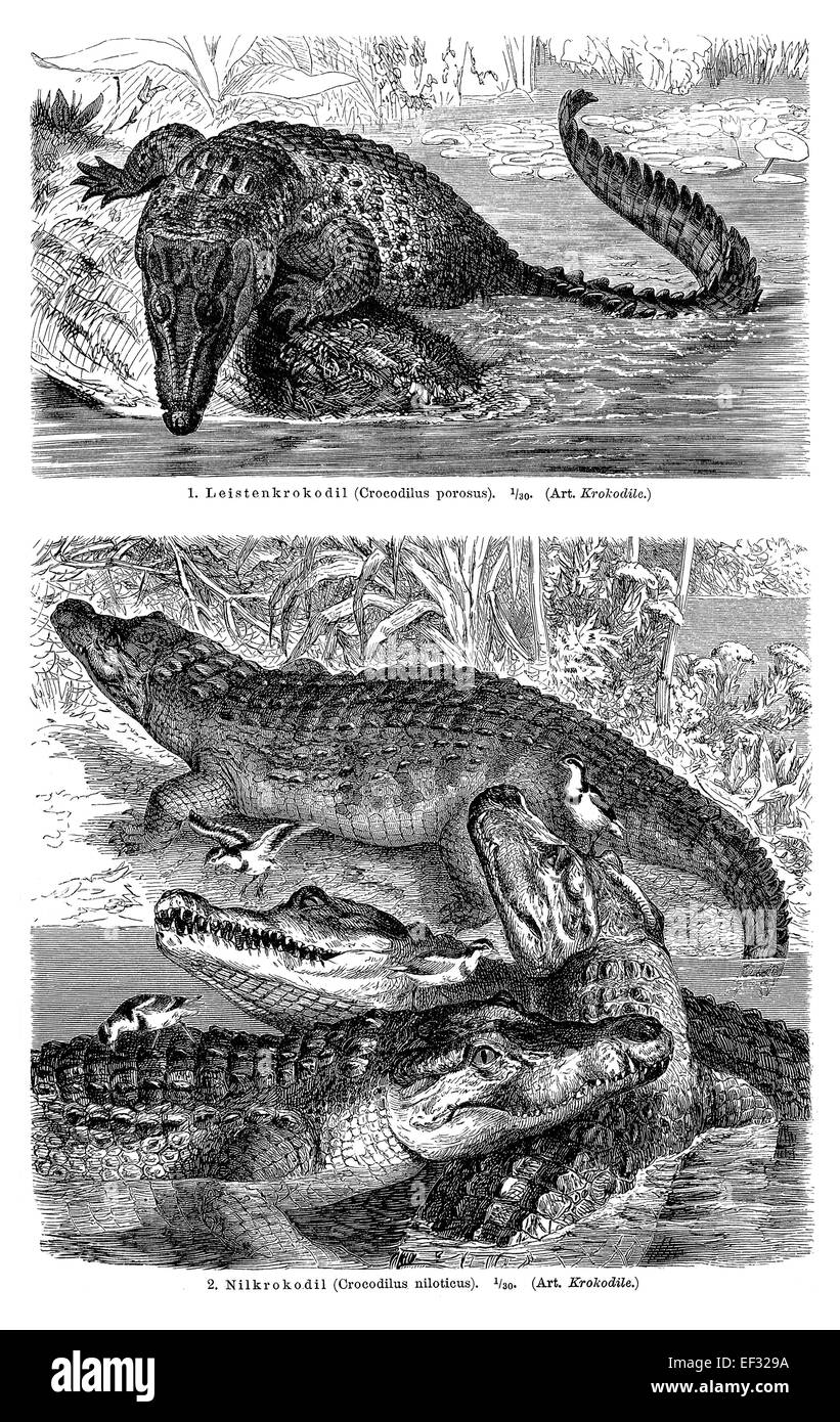 Wandkarte, Krokodile ich, Abbildung aus Meyers Lexikon, 1897 Stockfoto