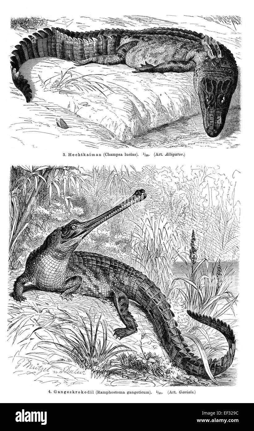 Wandkarte, Krokodile II, Abbildung aus Meyers Lexikon, 1897 Stockfoto