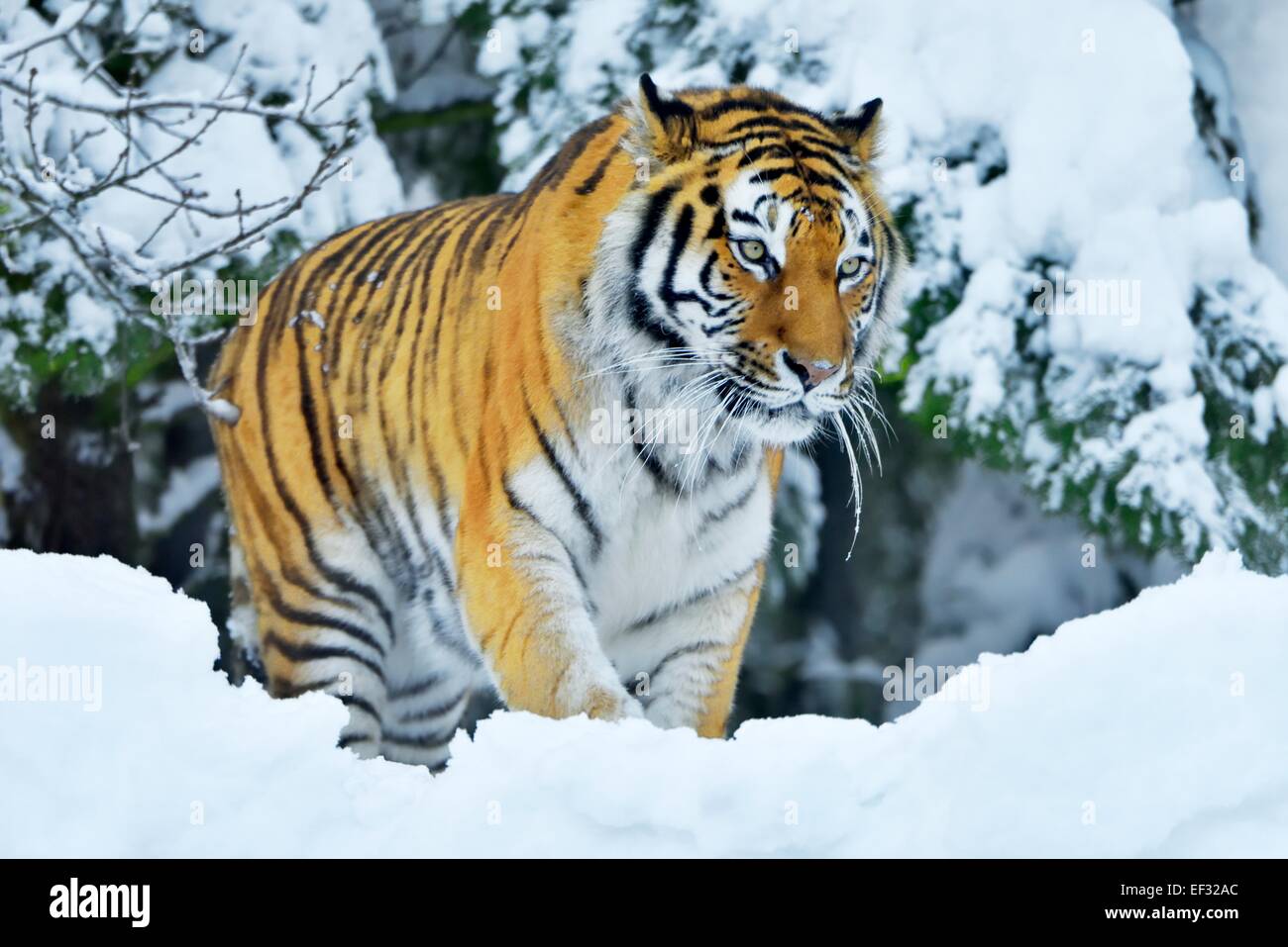 Sibirischer Tiger oder Amur-Tiger (Panthera Tigris Altaica), im Tiefschnee, Gefangenschaft, Schweiz Stockfoto