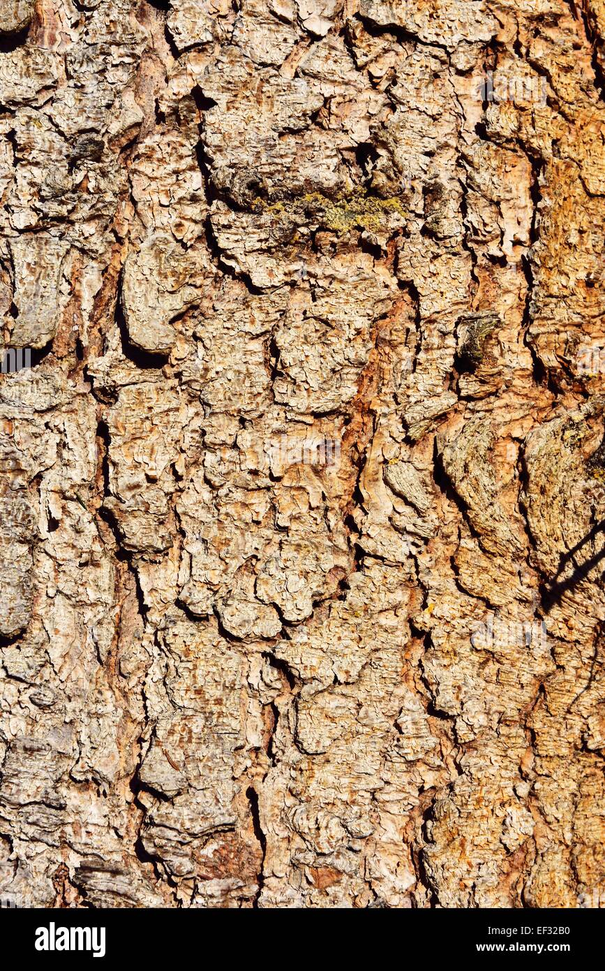 Rinde einer Fichte (Abies Picata), Bayern, Deutschland Stockfoto