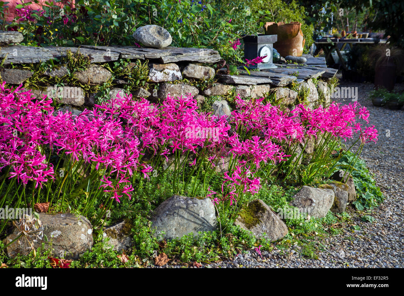 Nerine Bowdenii in Grenze neben Steinmauer. Dyffryn Fernant Garten Stockfoto