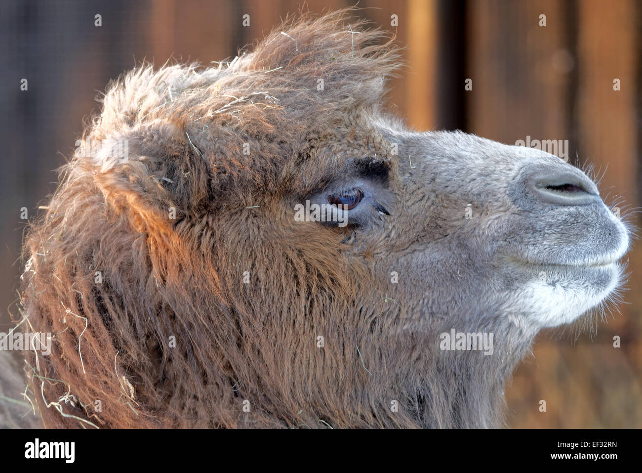 Baktrischen Kamel (Camelus Bactrianus) ist groß, sogar-toed Huftier gebürtig zu den Steppen Zentralasiens. Stockfoto