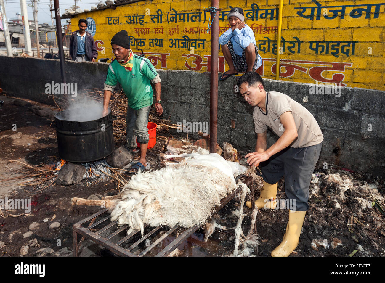 Open-Air-Schlachthof, Ziegen werden geschlachtet, Pokhara, Nepal Stockfoto