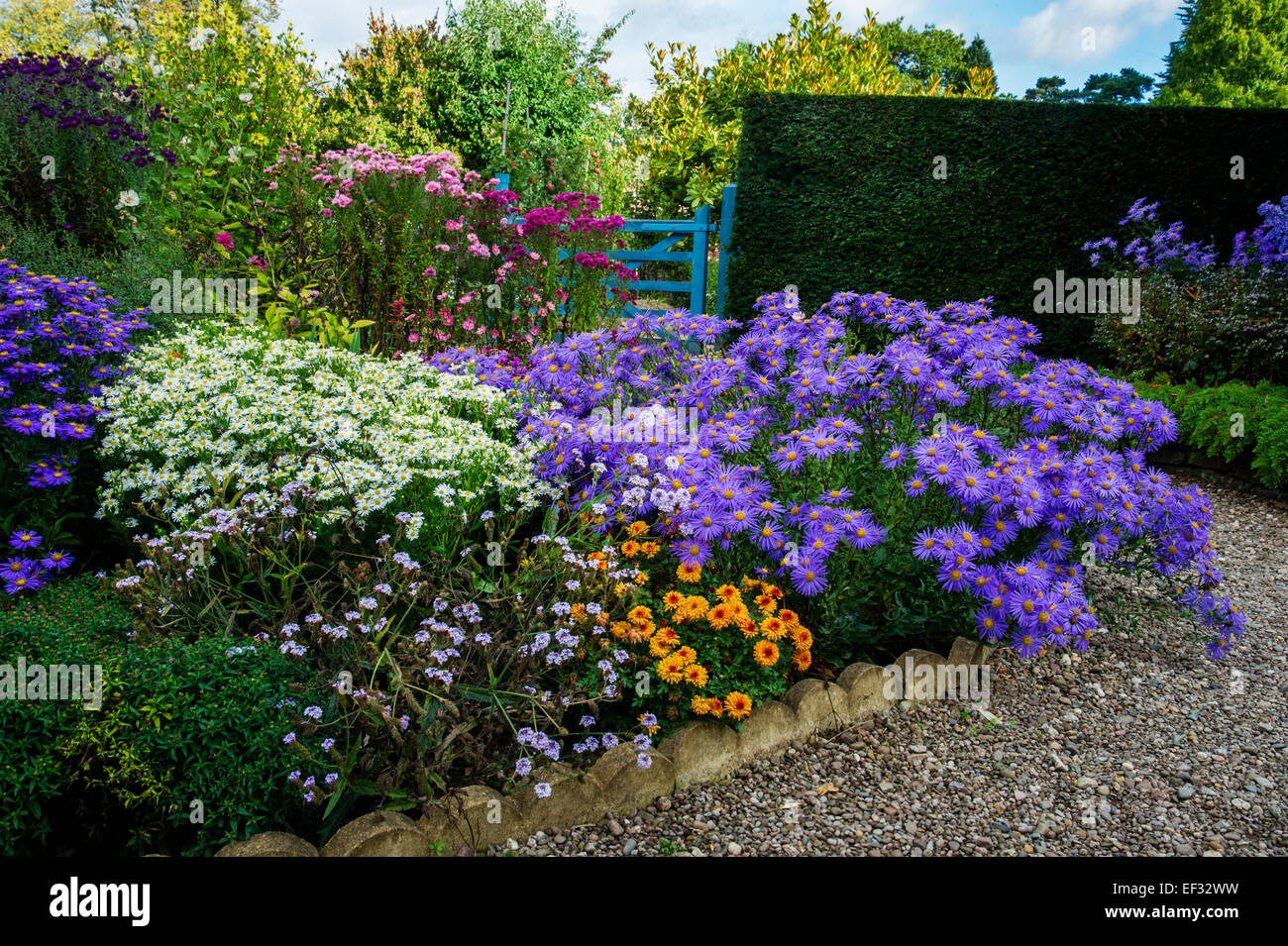 Blühenden Aster grenzt an Kies Weg - The Picton Garden, Worcester Stockfoto